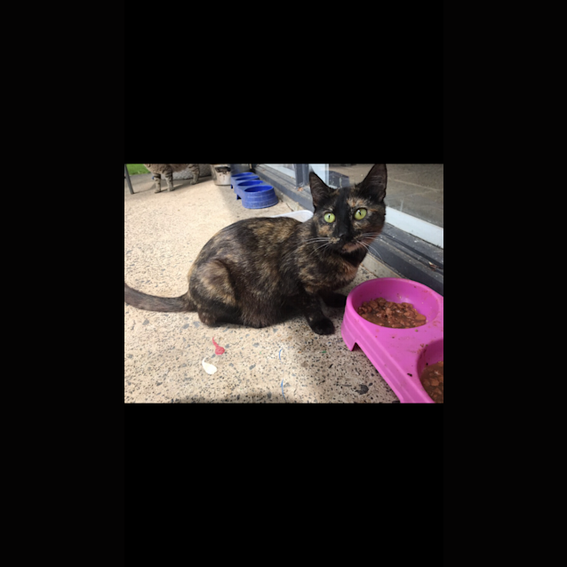 Photo of Kitty 