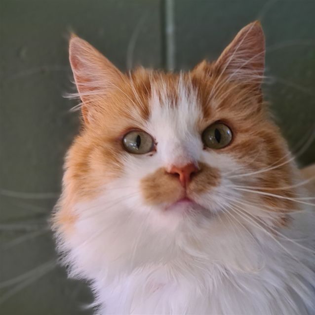 Photo of Nala 