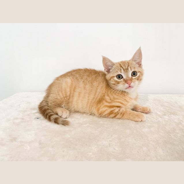 Photo of Jessie Bear