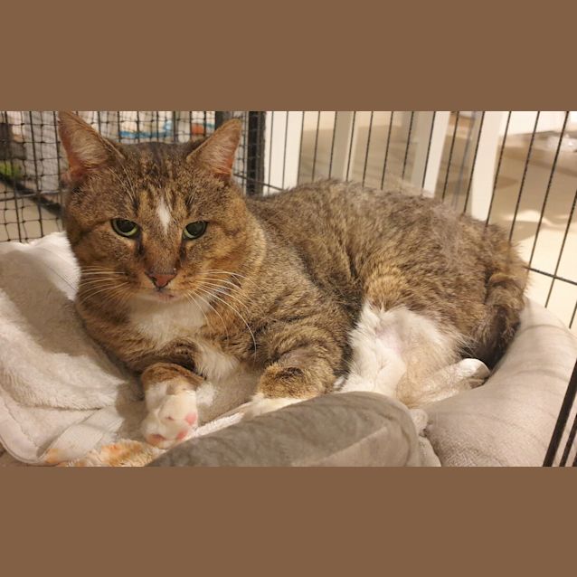 Photo of 3865   Lambo