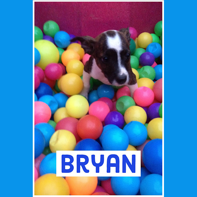 Photo of ♥ Bryan ♥ ~ Noble Prince