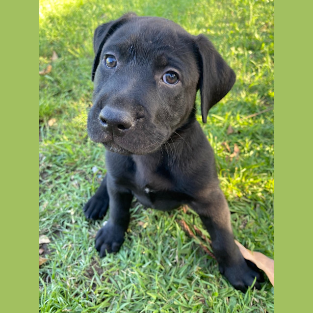Photo of Sirius