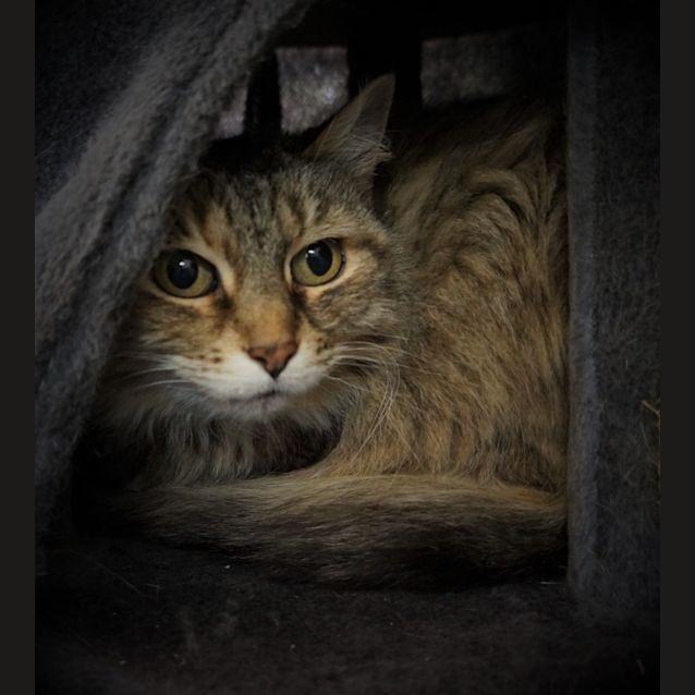 Photo of Coco