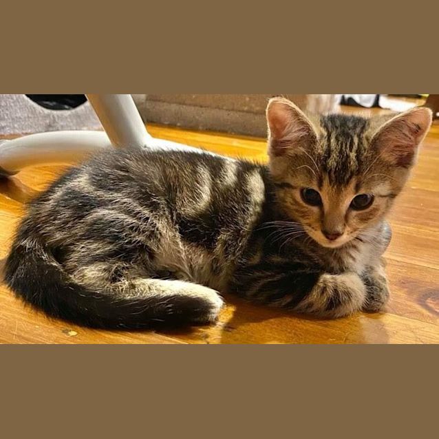 Photo of Piper