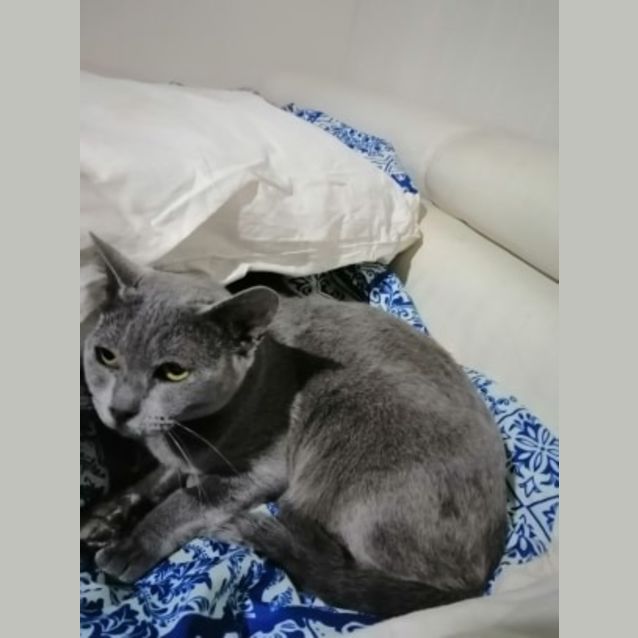 Photo of Gracie Burmese