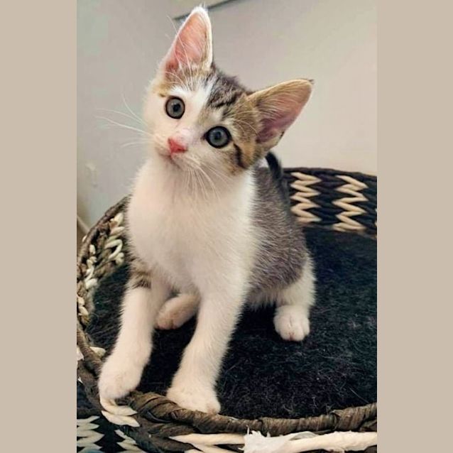 Photo of Kitten 