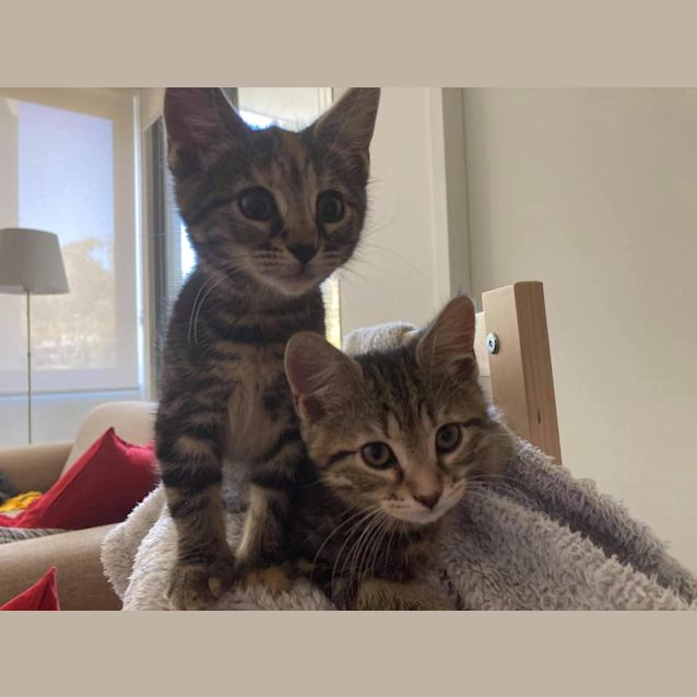 Photo of Flame And Blaze