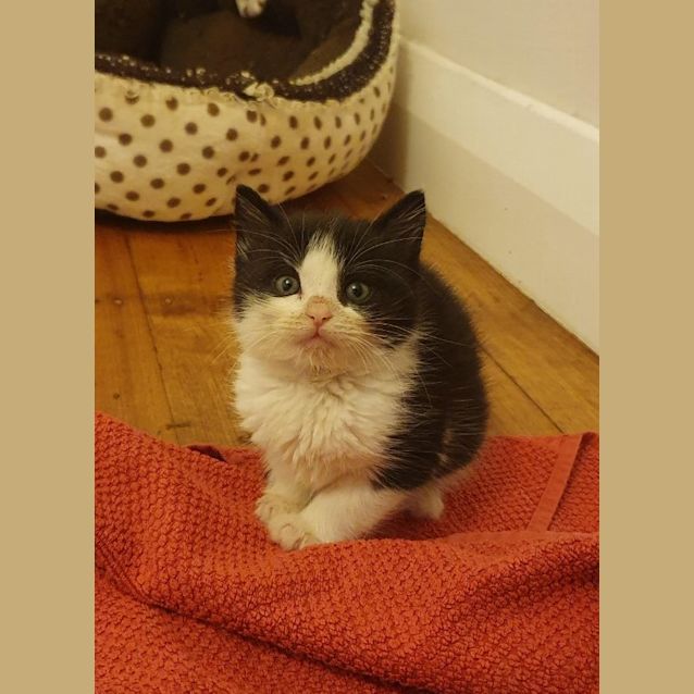 Photo of Georgia   Ready Mid December