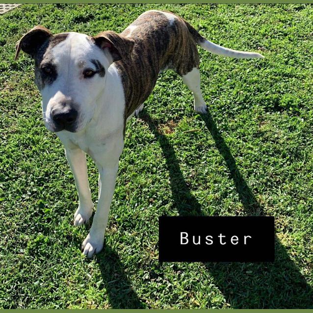 Photo of Buster And Buddy