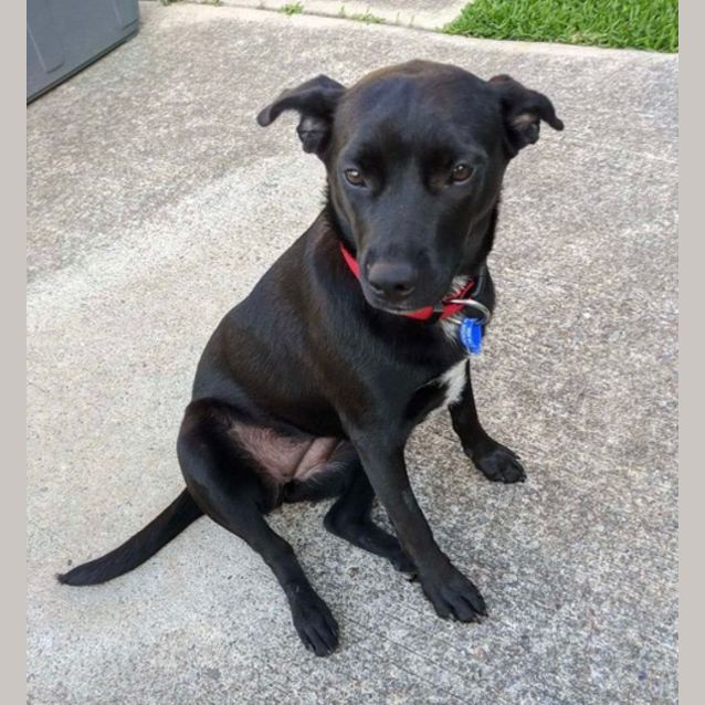 Photo of Frankie ~ 1yo, Female, Kelpie X(on Trial 31/12/20)