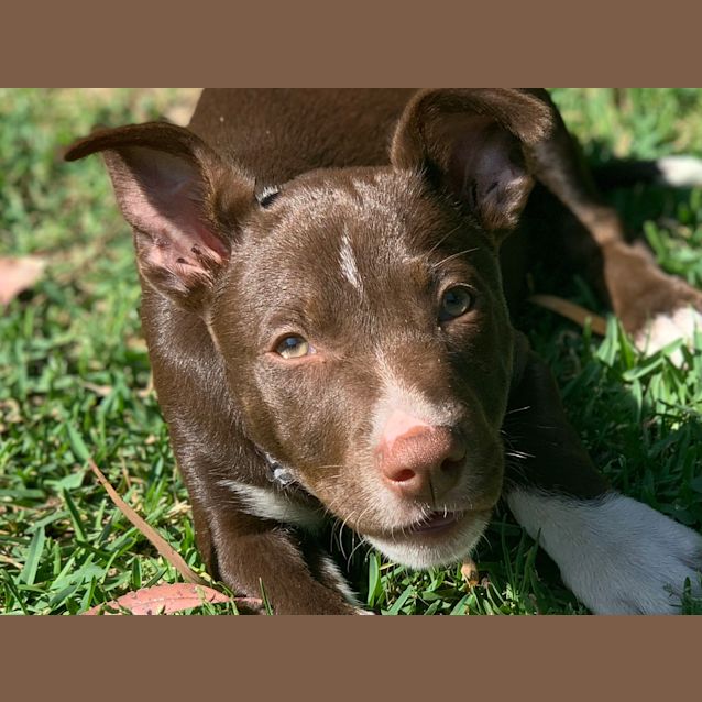 Photo of Blossum 🐞