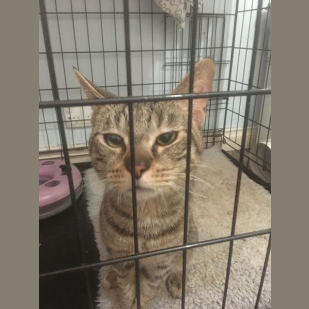 Photo of Weird Al Catovic (Aka Al)