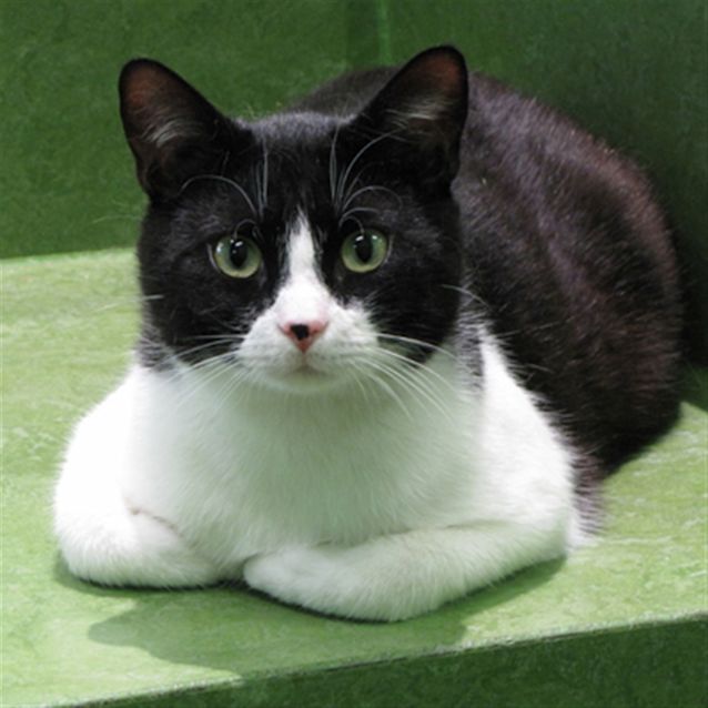 Photo of Dycii