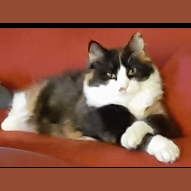 Photo of Queen Fuzzy