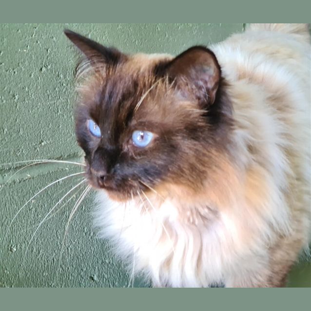 Photo of Fig (Figaro Ruskin)