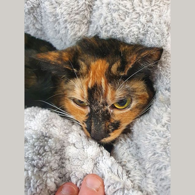 Photo of Raspberry