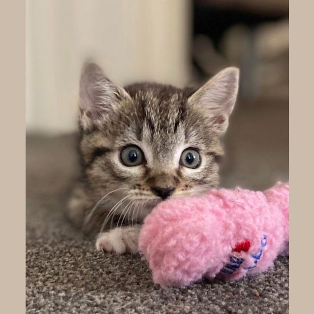 Photo of Purrdette 