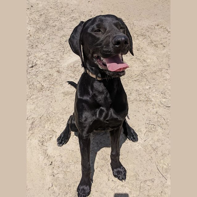 Mabel - Large Female German Shorthaired Pointer x Rottweiler Mix Dog in VIC  - PetRescue