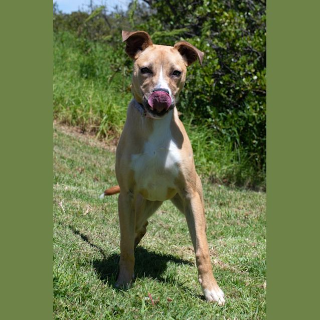 Photo of Honey