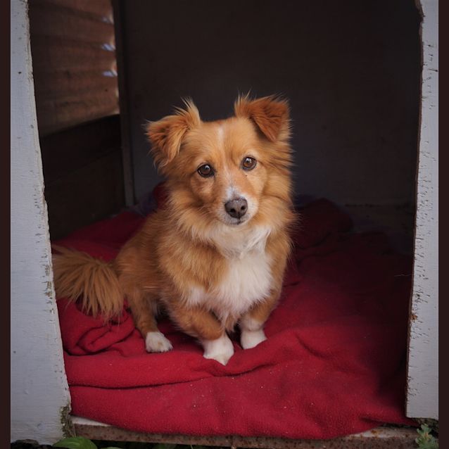 Photo of Alfie