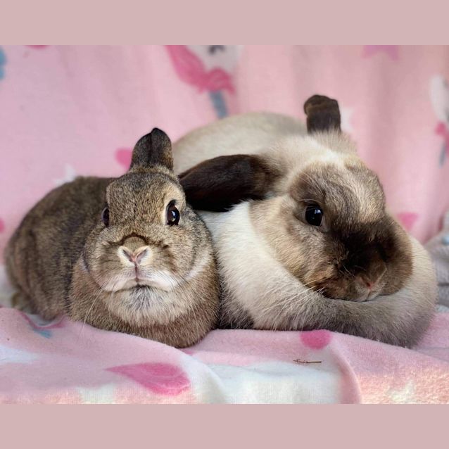 Photo of Sukhi And Sesame