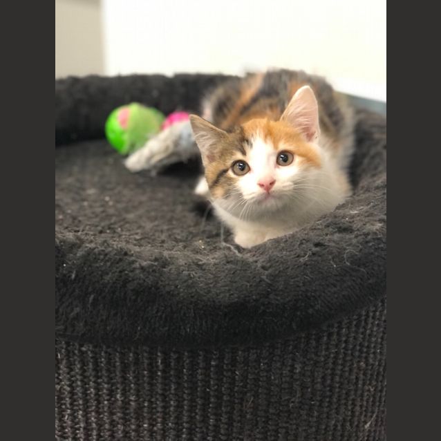Photo of Hazel
