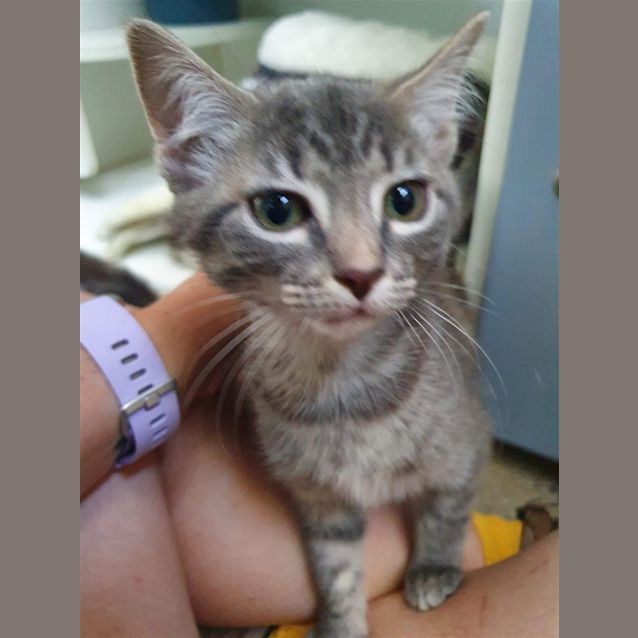 Photo of Grey