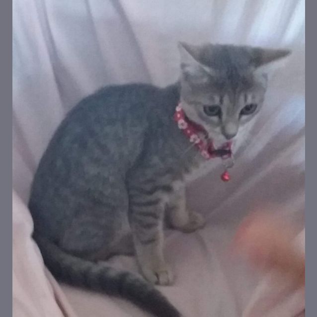 Photo of Jelly Bean