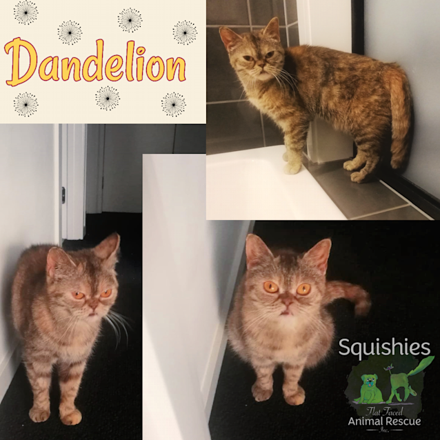 Photo of 🍃Dandelion🍃