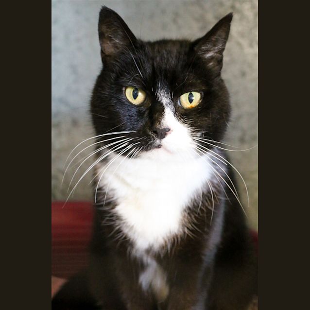 Photo of Sooty