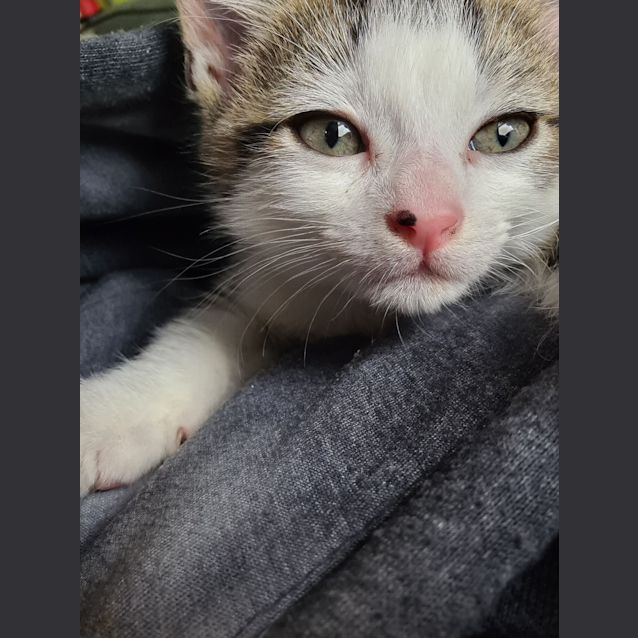 Photo of Bungee