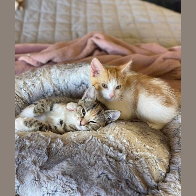 Photo of Sampson & Leonardo 