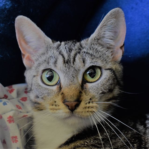 Photo of Piper