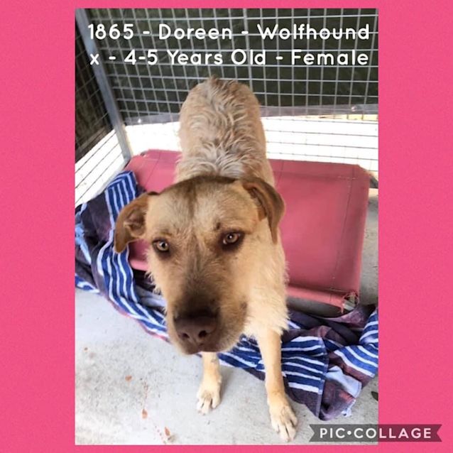 Photo of Doreen 1865