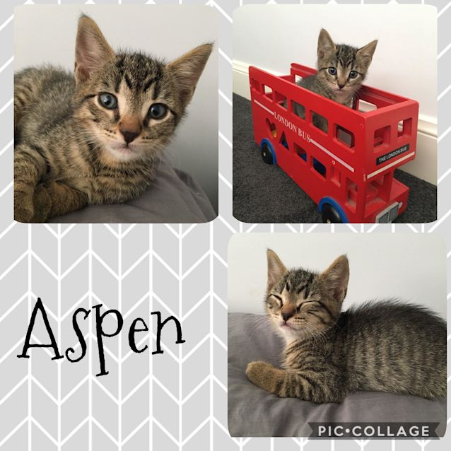 Photo of Aspen