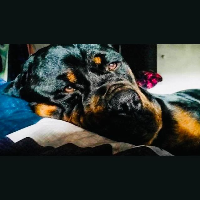 Photo of Odin