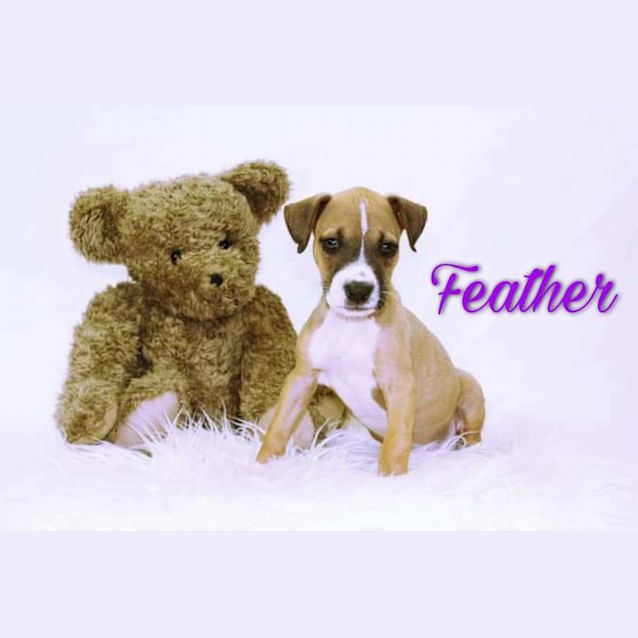 Photo of Feather 