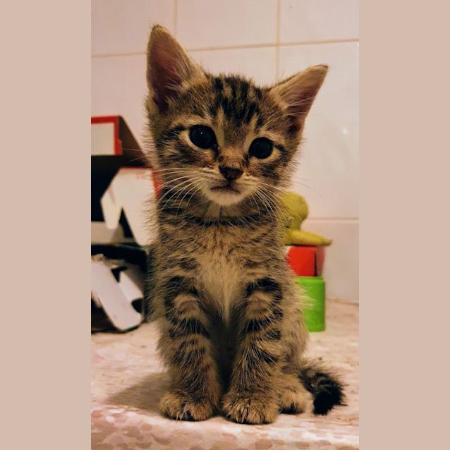 Photo of Pickle