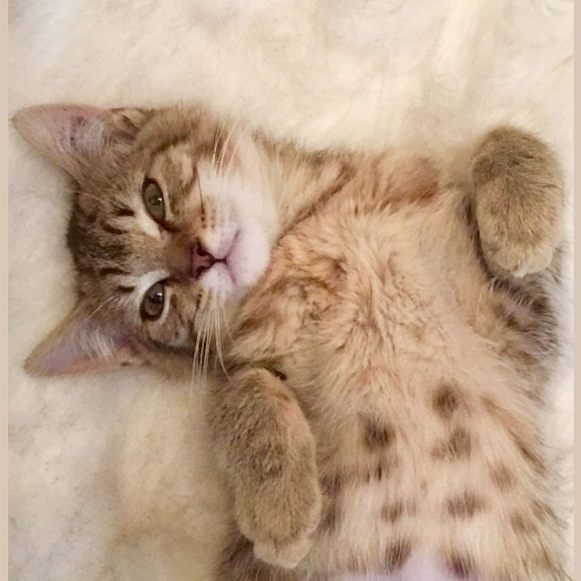 Photo of Pearl