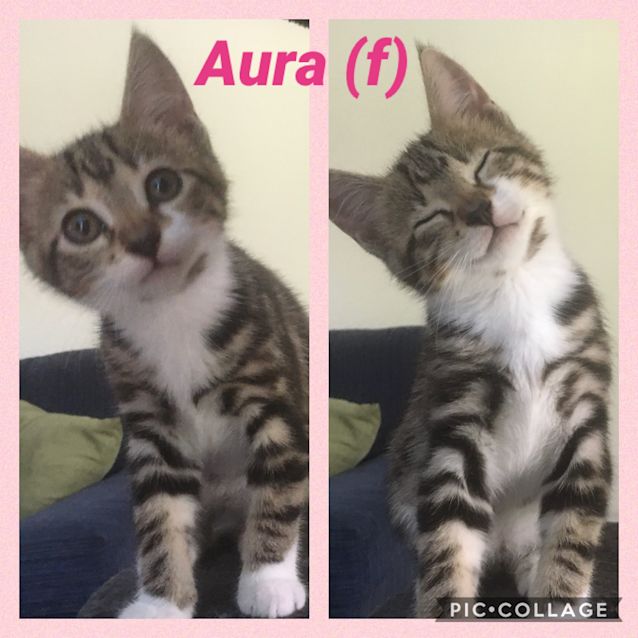 Photo of Aura
