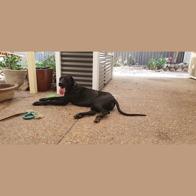 Photo of Luna ~ 2yr Old Great Dane X (On Trial 10/1/21)