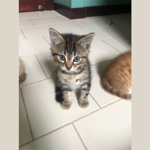 Photo of Muffin