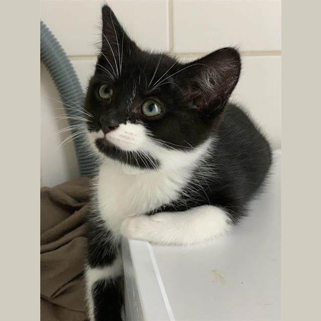 Photo of Sweet Potato (Now Ruby)