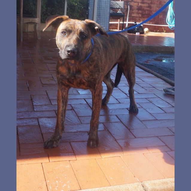 Photo of Nova