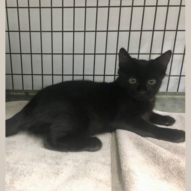 Photo of Toodles