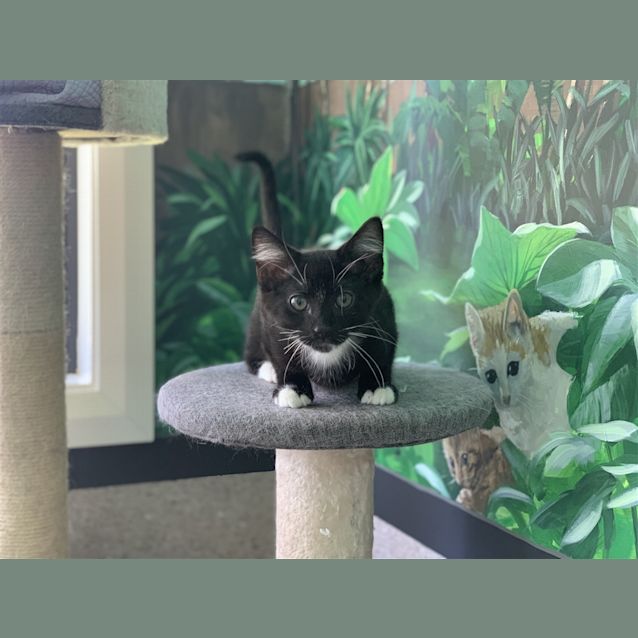 Photo of Sneezy