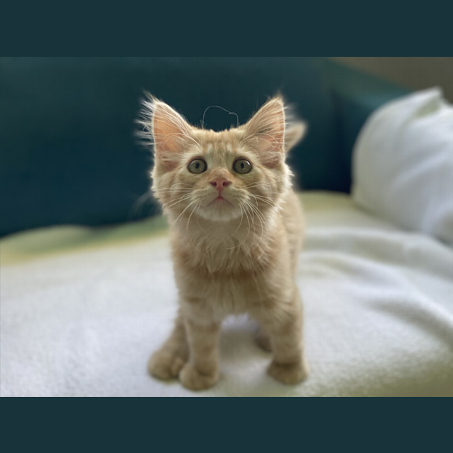 Photo of Dopey
