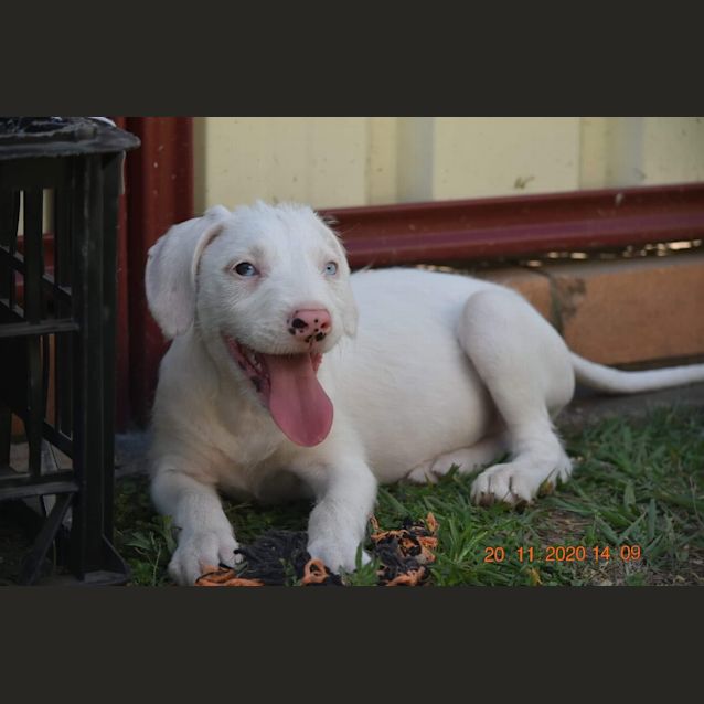 Photo of Wren