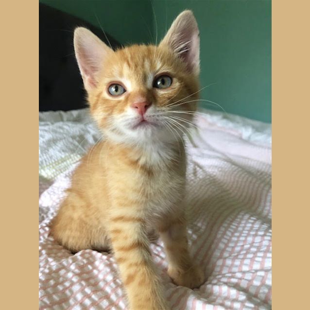 Photo of Gingerbread (Now Lion)