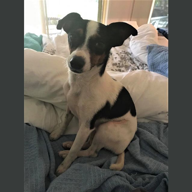 Photo of Toby